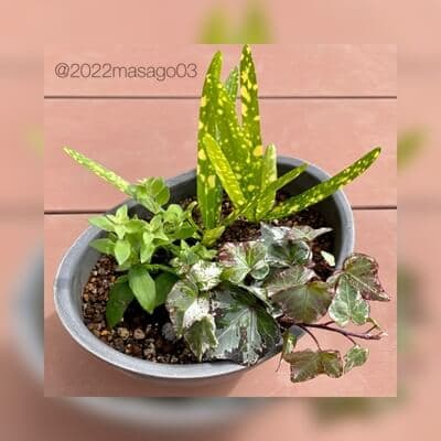 寄せ植え（ホワイトデー）