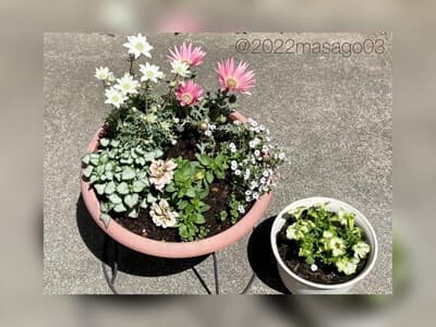 春の寄せ植え 2022(その1)