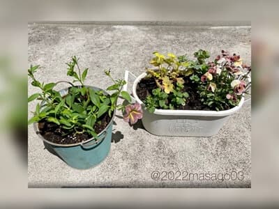 春の寄せ植え 2022(その2)